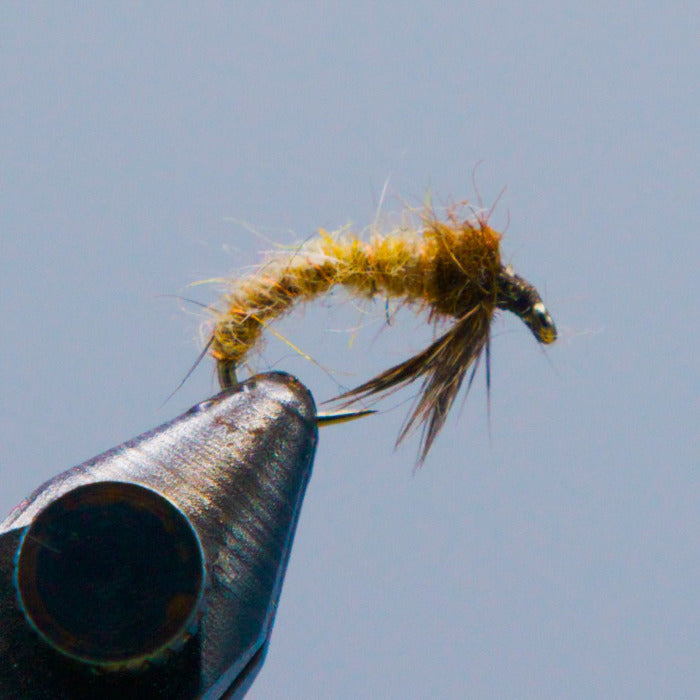 a fishing fly called a tan caddis larva