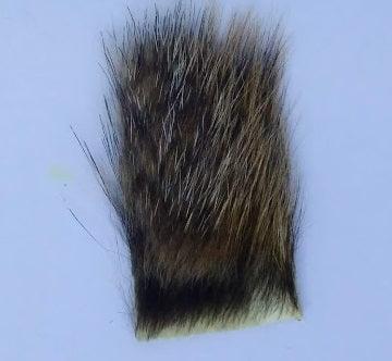 Woodchuck fur tuft with dark brown and gray bristles